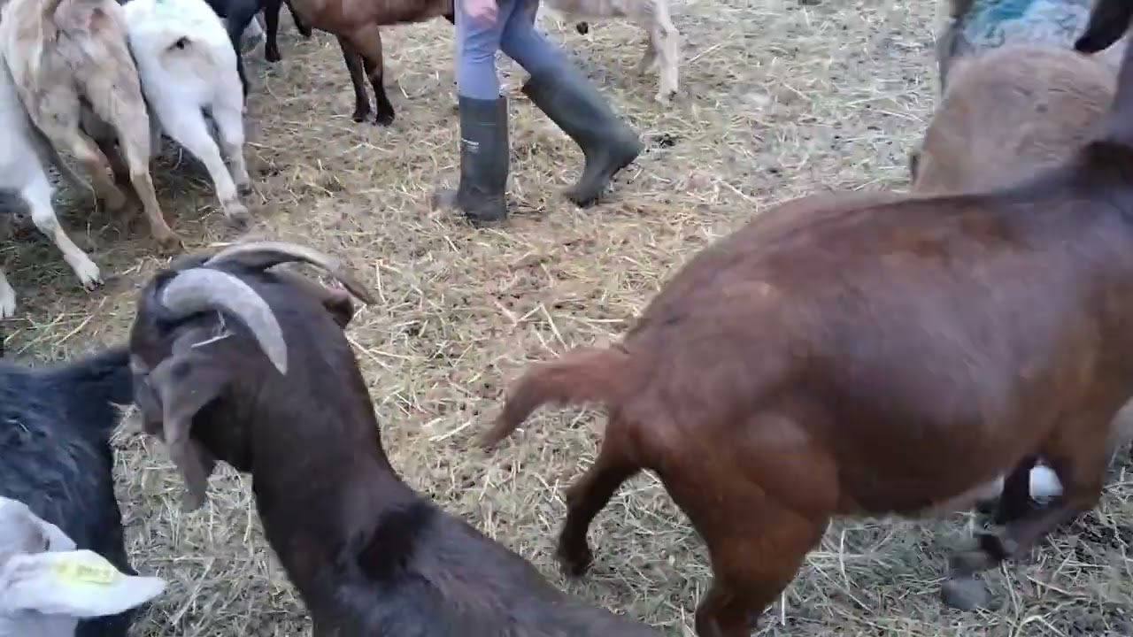 AYOS PLA MAG ALAGA NG KAMBING DTO SA CANADA KHT NAGYEYELOW,,MAGANDANG BIZNES