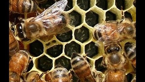 Beekeeping Laying Workers Part 1