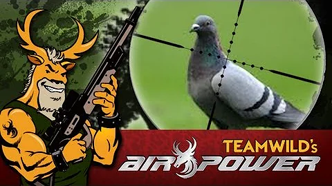 Airgun Hunting: Pigeon Hunt with the Benjamin Marauder