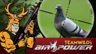 Airgun Hunting: Pigeon Hunt with the Benjamin Marauder