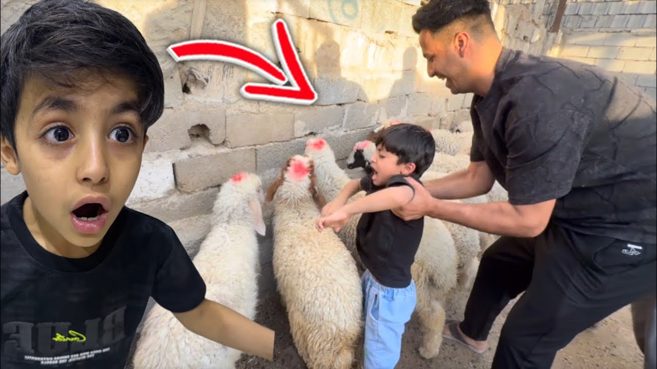 يمان يخاف من الخروف 🐑🤣
