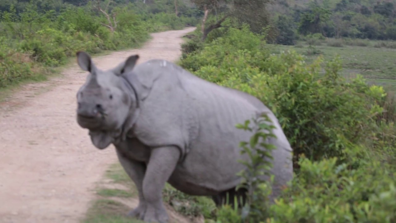 rhino chasing safari jeep