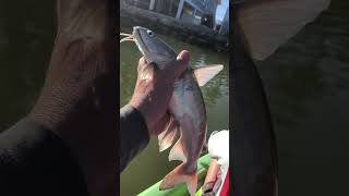 Hardhead Catfish