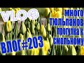 VLOG #203 ✔ Гуляем по Питеру ✔ Много тюльпанов / Влог