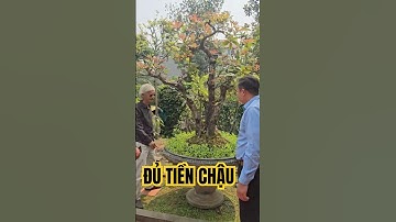 Củ Hai Vừa Đủ Tiền Chậu Cây Lộc Vừng | Gã Đầu Bạc - Vua Tùng