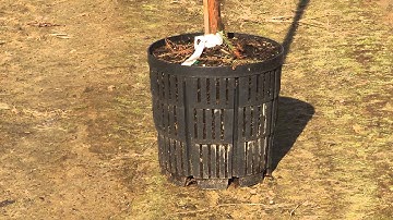 Bald Cypress Tree | #3 Air Pruned Container Liner Pot