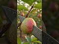 Guava cutting #oddlysatisfying #foodasmr