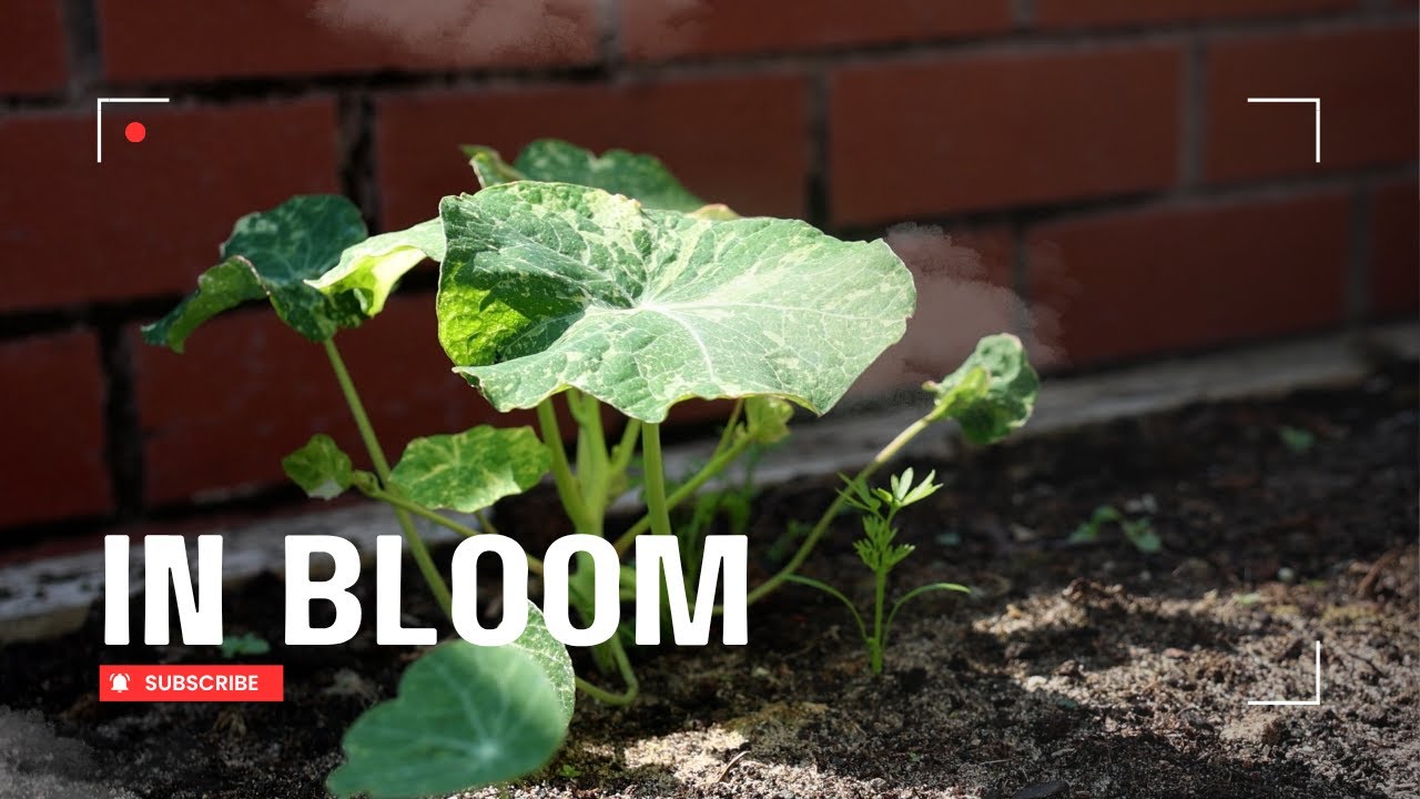 Together We Bloom | EBFT Enters Britain in Bloom