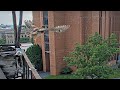 👀 Fledge Alert! 👀 #CornellHawks Nestling "O1" Makes First Flight on Solstice! | June 20, 2025