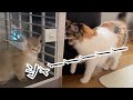 子猫にブチギレの先輩猫がこの後予想外の展開に…