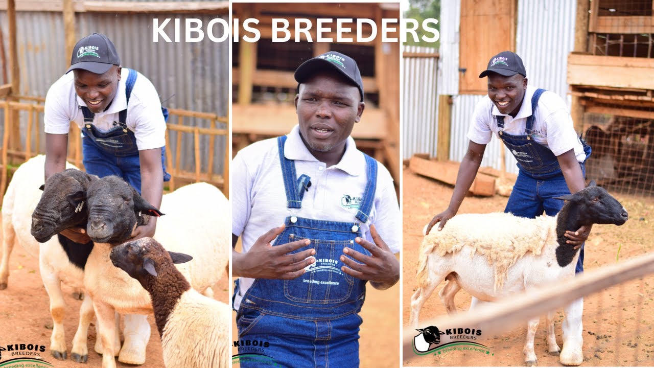 Kibois Breeders Documentary