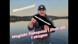 GRISFISKE - Vi utforskar liten sjö mitt i skogen i dalarna