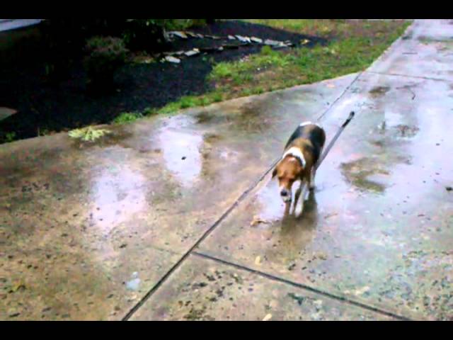 Tsunami simmons, benny doesn't like hurricane