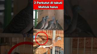 Download Lagu Dua jenis perkutut yang di takuti mahluk halus MP3