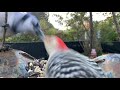 Fight: Blue Jay vs Red Bellied Woodpecker Up close HD