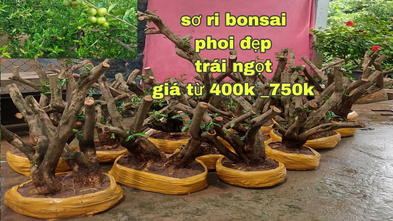 Sơ ri bonsai ,phoi đẹp ,trái ngọt, giá rẻ (28/9) cây kiểng Quốc cung ...