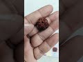 6 MUKHI RUDRAKSHA-KG-615163-500-2.40 GM