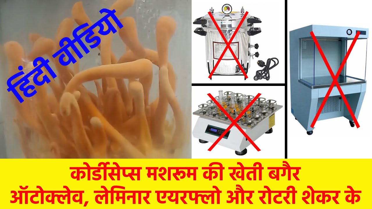 Grow Cordyceps Mushroom No Need  Autoclave, Laminar Airflow, Rotary Shaker (Hindi Video)