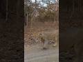 This young male lion walked around our jeep in our recent tour to Gir. #girnationalpark