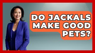 Do Jackals Make Good Pets? - The Wild Life Explorer