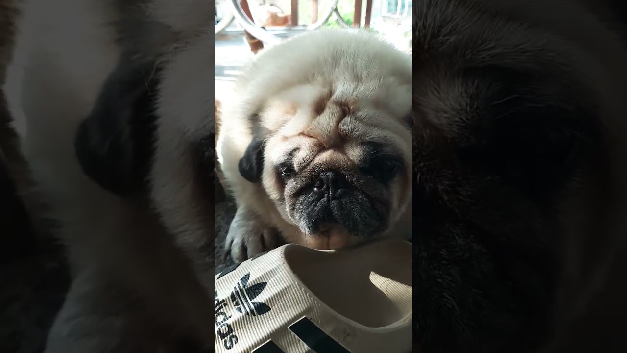 &hearts;️💟💟#pug #mypug #pets #shorts