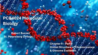 Molecular Biology - Chapter 4 - Part II - Global Structure of Chromosomes & Genomic Evolution