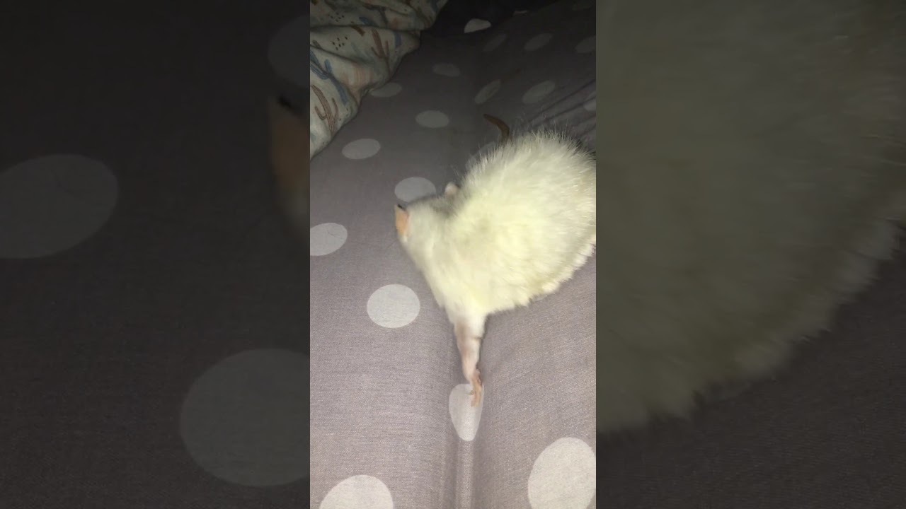 Крыса кричит