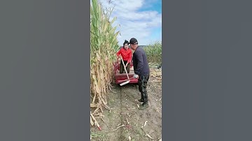 part 819  drought sickle "Learn agricultural skills on the fast hand work 😨