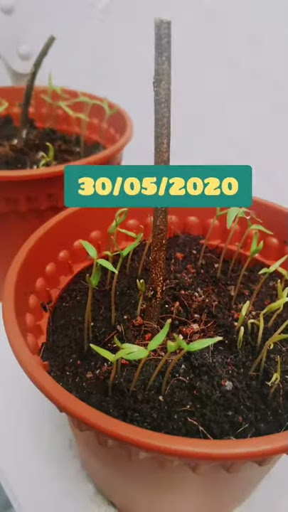 Tanam Pokok Cili - Cara Semai Biji Benih Dari Cili Kering