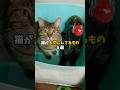 猫が大切にしてるもの5選 #猫 #ねこ #保護猫 #猫のいる生活 #猫のいる暮らし #雑学 #猫好きさんと繋がりたい #猫動画 #猫好き #猫との暮らし #ねこ部 VOICEVOX:青山龍星