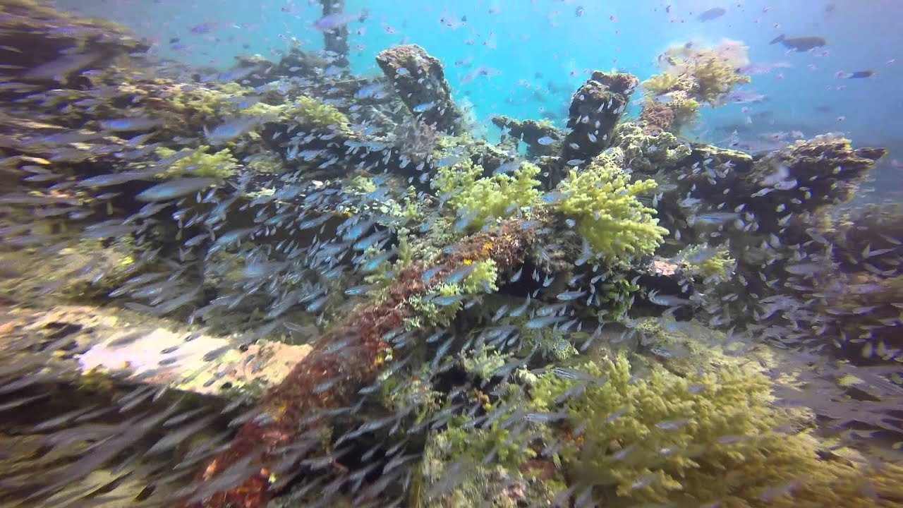 Cebu Safari Diving, Philippines - The INTL. Poseidon Dive Inc