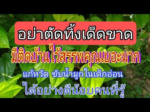อย่าตัดทิ้งมีติดบ้านไว้มีประโยชน์มาก แก้หวัด ขับน้ำมูกให้เด็กอ่อน สรรพคุณมากมาย สมุนไพรไทยรักษาโรค