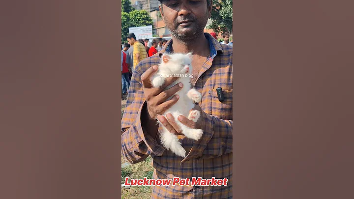 Watch the video about Blue eyes Cute Persian kitten Lucknow pet market#shorts