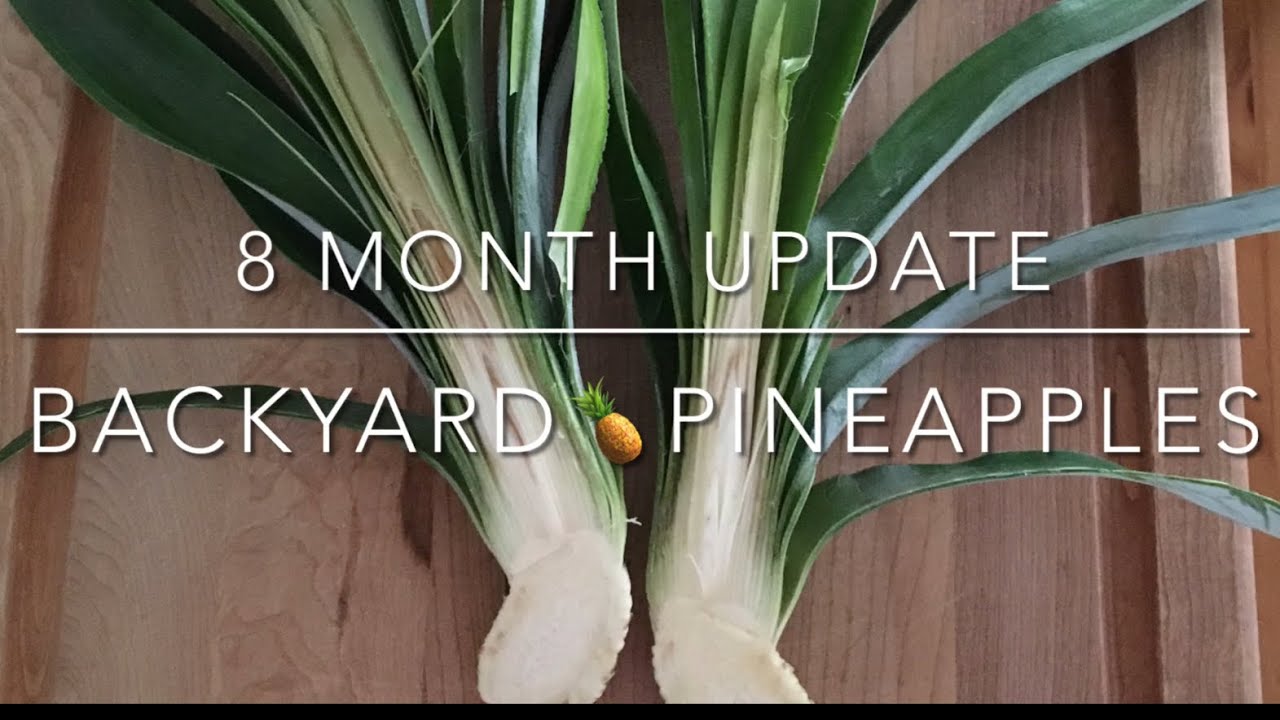8 MONTH UPDATE ON CUT CROWN PINEAPPLE TOP GROW MULTIPLE PLANTS FROM 1