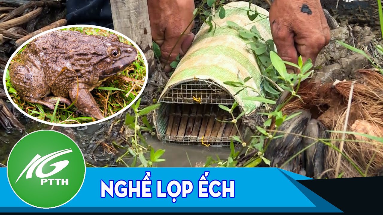 Ký ức miền quê | Nghề lọp ếch | THKG