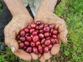 Quindío Tierra mágica