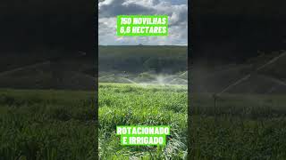 150 Novilhas Em 66 Hectares  Pastejo Rotacionado Adubado E Irrigado Para Bovinos De Corte shorts