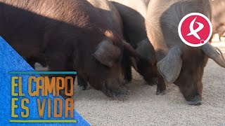 Miguel Ángel También Cuenta Con Cerdos Ibéricos De Cebo De Campo El Campo Es Vida