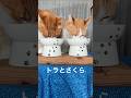 クセになる猫…変声ユーホーキャッチャー #shorts