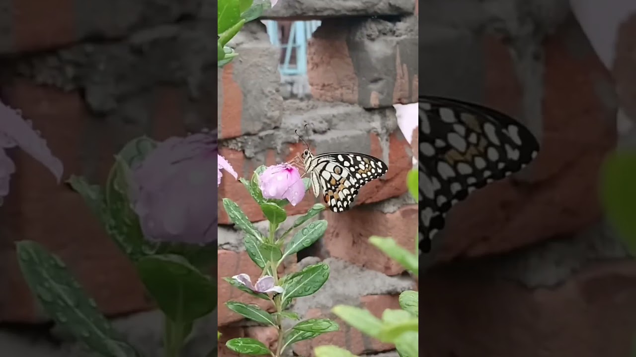 Mobile Photography / Flower Photography / Nature Photography 