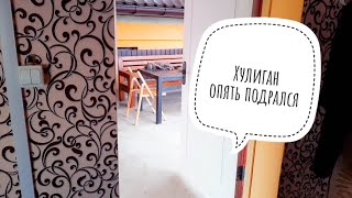 Федя опять сильно побился с котами