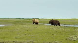 Two Big Brown Bears, Stand Off, Over A Female Grizzly Bear by Grizzly Alaska 1,362 views 1 year ago 8 minutes, 56 seconds