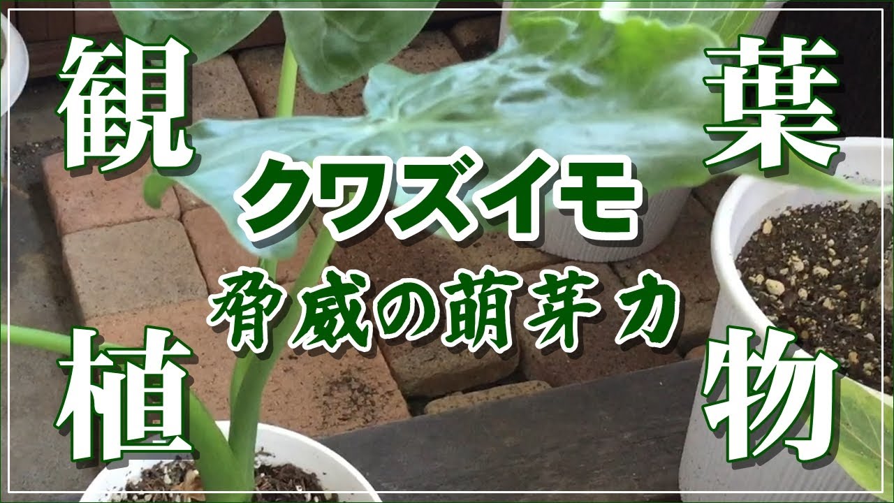 観葉植物】クワズイモ、脅威の萌芽力! - YouTube 観葉植物】クワズイモ、脅威の萌芽力! - YouTube