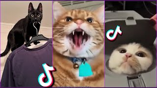 Funniest Cats From TikTok #17