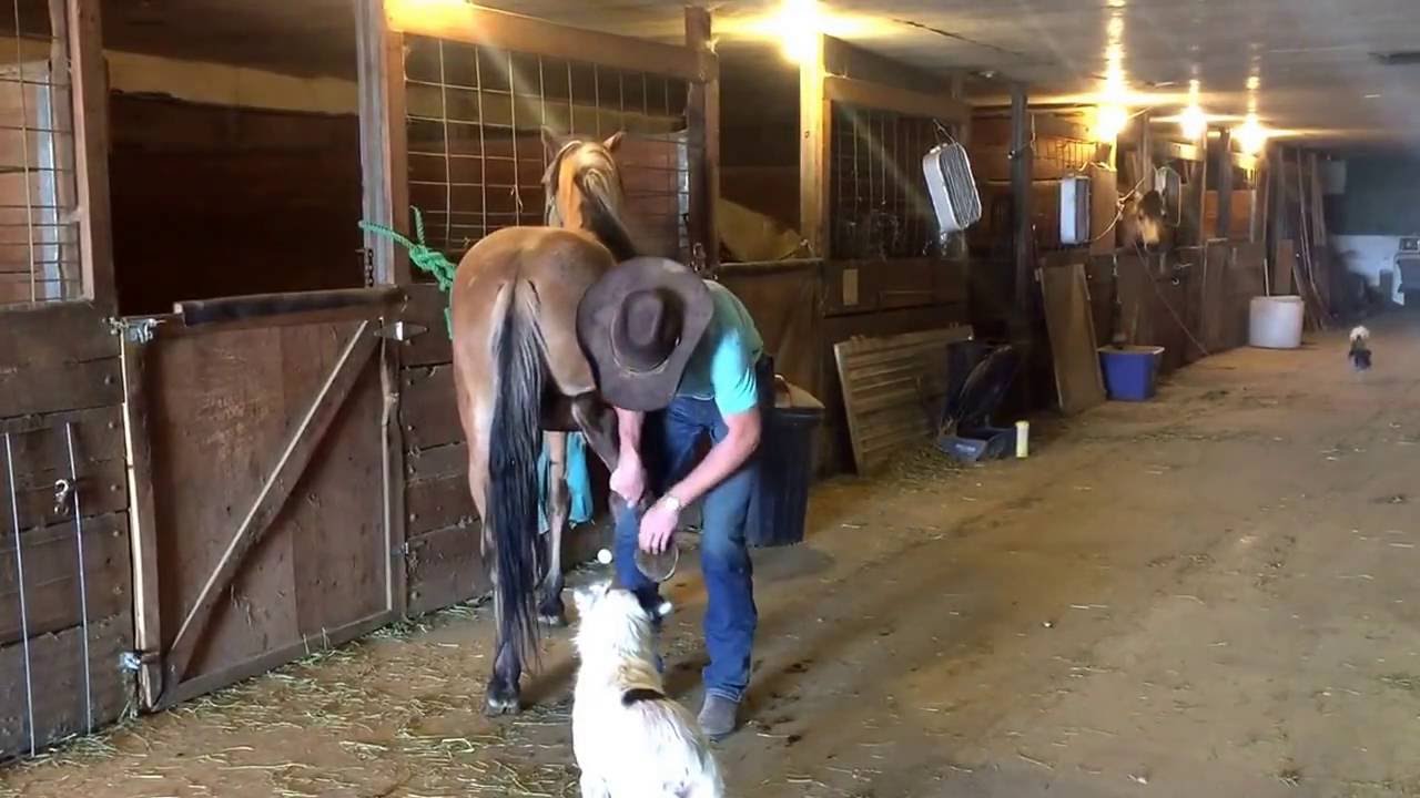 Koda being handled. *Note there are both mares and stallions in the