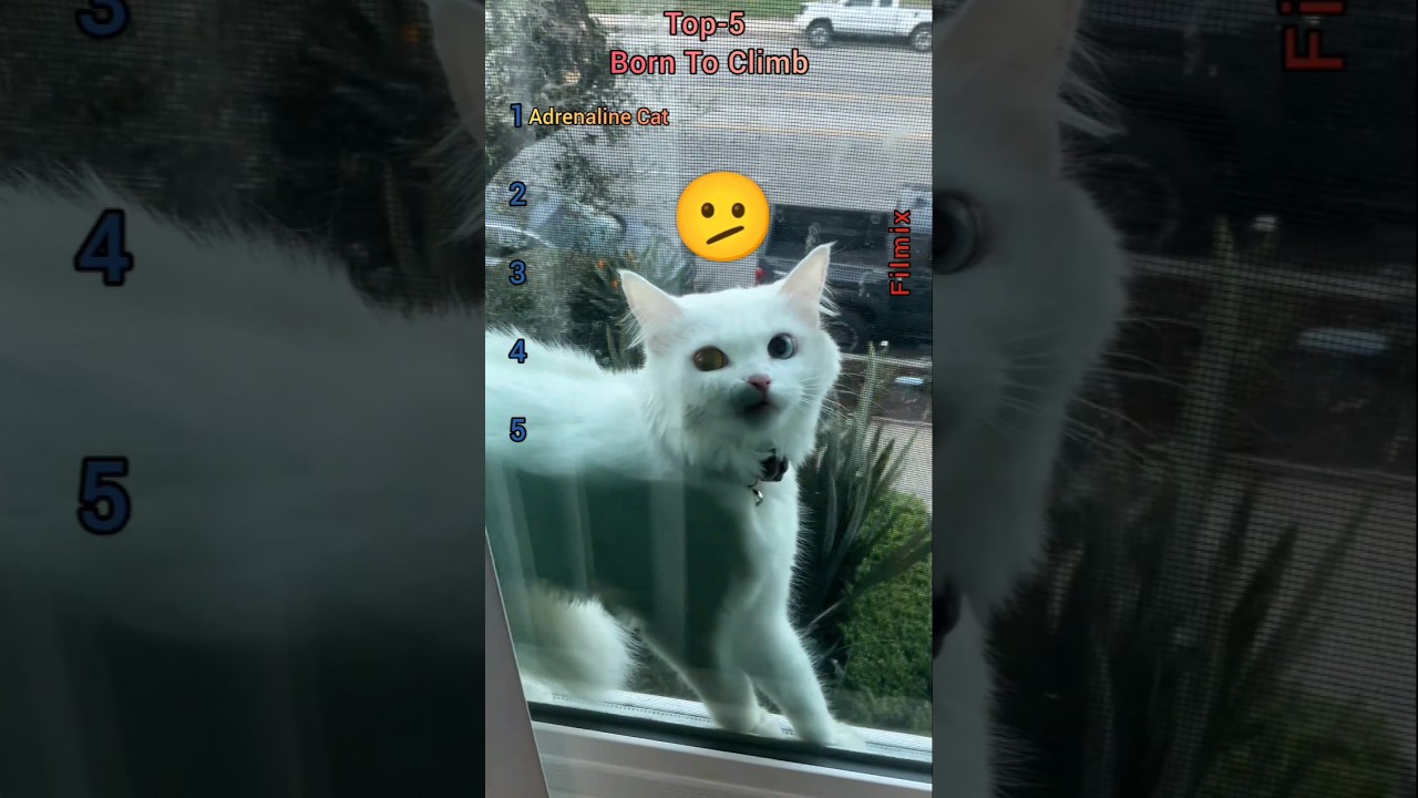 Top 5 Cat Climbs With Zero Fear 😂😂😂