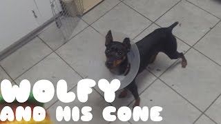 Dog with Cone on Head Tries to Get Toy