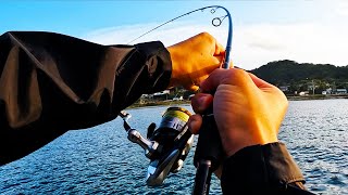 出産祝いの鯛狙いで過去最大の根魚に出会う