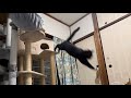 高い所から飛び降りる。バットニャンな猫