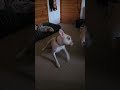 Get That Tail